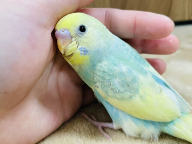 【最新画像更新🪄】手のひらに吸い付いく甘えん坊🩵セキセイインコ（パステルカラーレインボースパングルパイド）