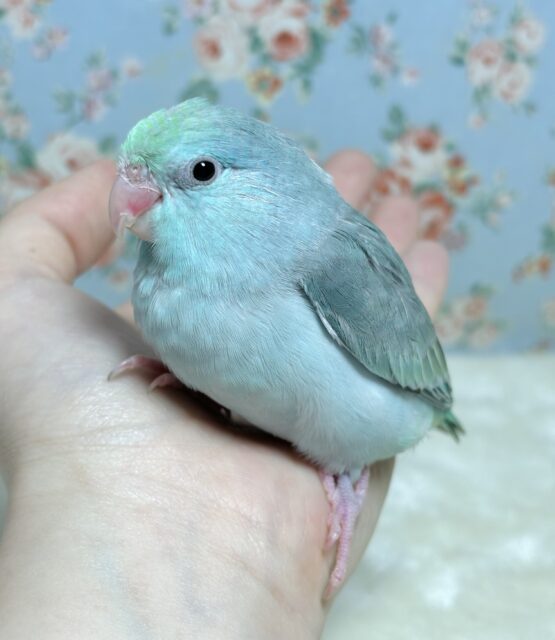 マメルリハ  ターコイズライトブルー  女の子  🐬🐳.*˚*