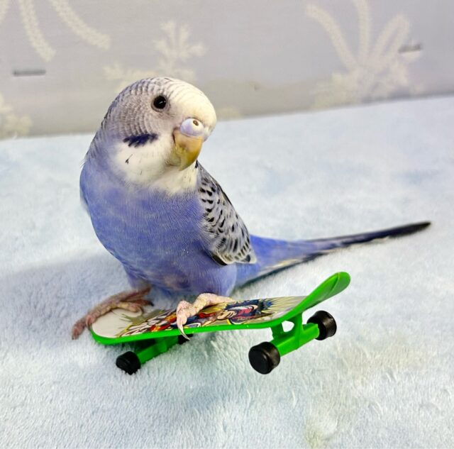 馴れてるよ❣️セキセイインコ (オパーリン) 2024年3月生まれ