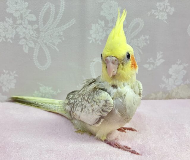 パールもパイドも！いいとこ取りだ〜い！🥨💕オカメインコ(シナモンパールパイド)2024年3月生まれ