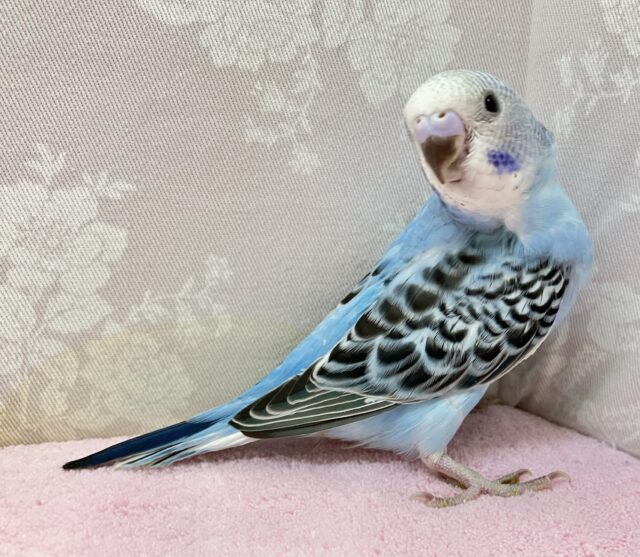 ✨最新画像✨️猛ダッシュ止まらな〜い！！🤭 セキセイインコ(オパーリン)2024年3月生まれ