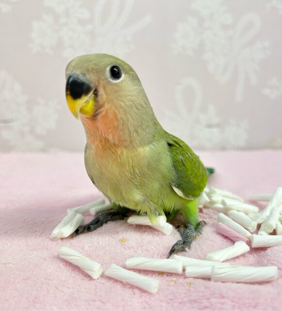 人気カラー💚コザクラインコ(ノーマル) 2024年3月生まれ