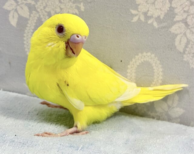 ビューティーイエロー参上だい💛セキセイインコ(ルチノー2024年3月生まれ)