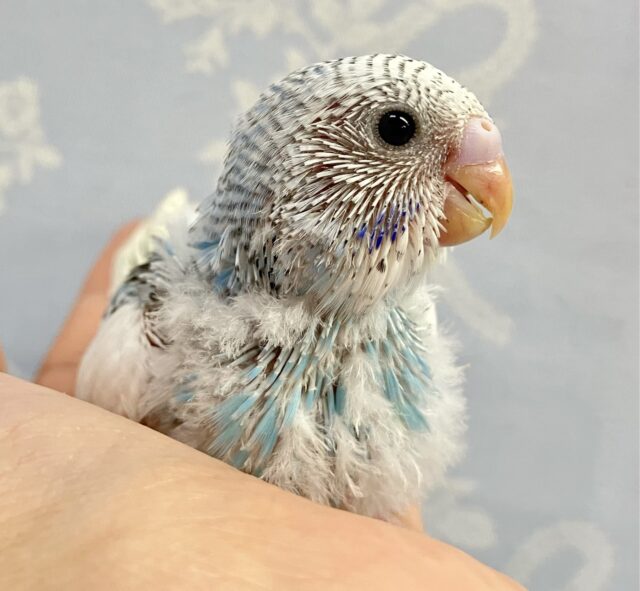 しっぽのブラックラインかっこええ〜❕🤭 セキセイインコ(パイド2024年3月生まれ)