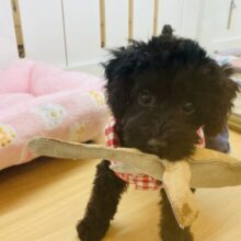 愛が爆発して仕方ないっ♡トイプードルちゃん！