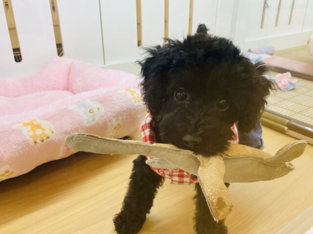 愛が爆発して仕方ないっ♡トイプードルちゃん！