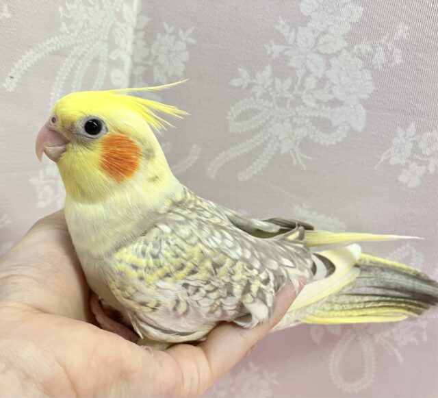 ビシッと決め！おっしゃれ〜なもふもふシナモン❣️👗 (シナモンパール2024年3月生まれ)