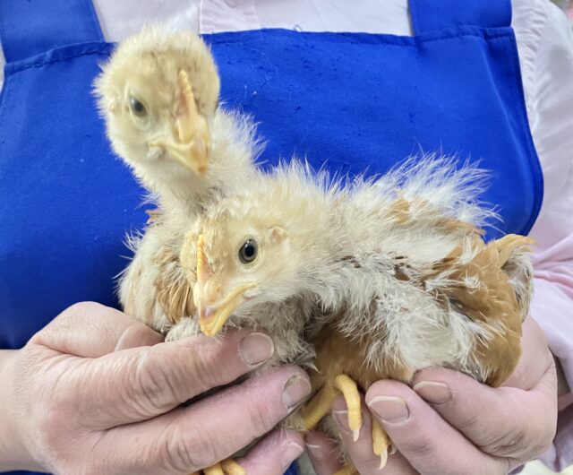❣️キリッとぴよぴよ🐥⸒⸒ボリスブラウン 女の子 2024年3月生まれ