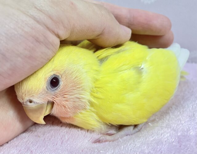 幸せのイエローハートボディ持ってるの🤭💛コザクラインコ(ルチノー)2024年3月生まれ