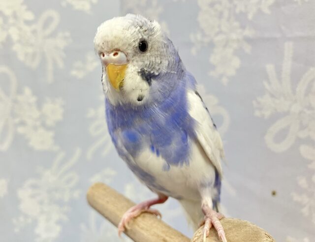 ✨️最新画像✨️まんまるキラリンな瞳！💫セキセイインコ パイド(2023年 12月生まれ)