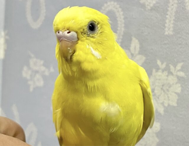 ✨最新画像✨️レモンカラーの元気っ子❣️🍋 セキセイインコ (ダブルファクター) 2024年1月生まれ