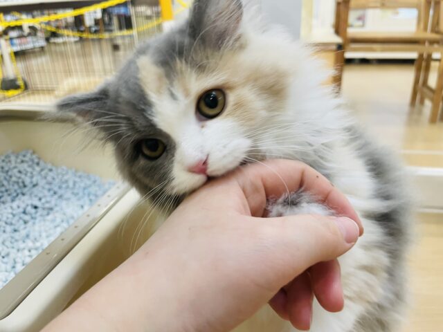 ツンデレ界のアイドル♥キンカローちゃん！