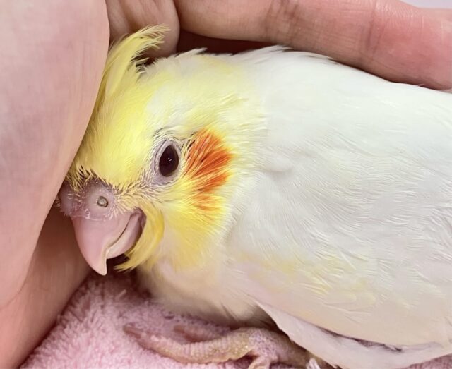 ホイップにカスタードトッピング❣️ オカメインコ(ルチノー2024年3月生まれ)