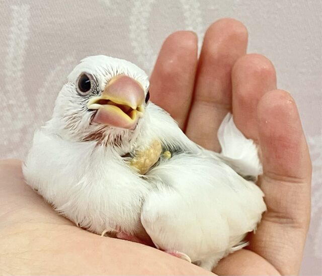 ✨️最新画像✨️元気いっぱい💪🏻✨ぽわぽわグレーのブチ模様🩶 白文鳥(2024年3月生まれ)