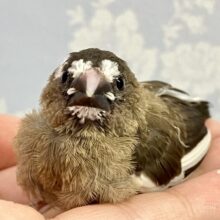 ✨️最新画像✨️手のひらサイズ🤍十姉妹(ノーマル) 2024年3月生まれ