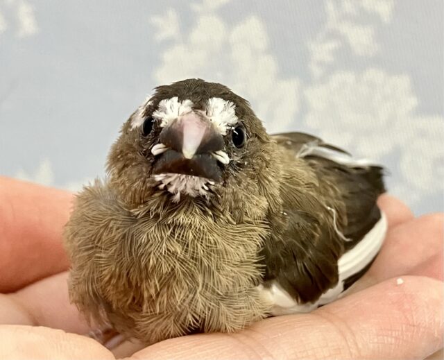 ✨️最新画像✨️手のひらサイズ🤍十姉妹(ノーマル) 2024年3月生まれ