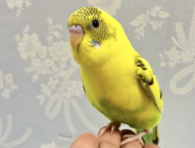 ✨最新画像✨ぽわりんいえろ〜❕‪🔆‬ セキセイインコ(イエローハルクイン)2024年3月生まれ
