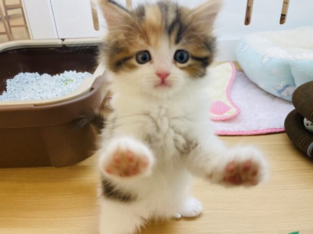 天真爛漫が似合うかわい子ちゃん♡キンカローちゃん！