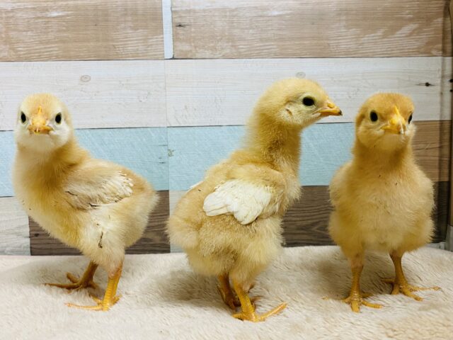 ぴよぴよ〜🐣可愛すぎなボリスブラウン女の子🧡