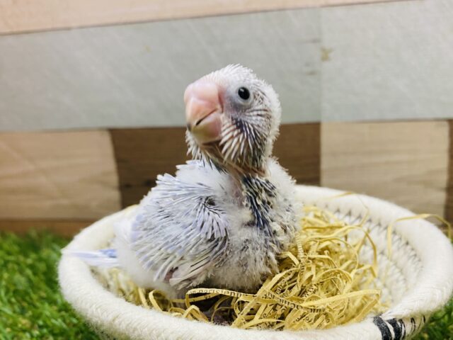 美しいお色になりますよ〜🩷人気カラーのセキセイインコライラック☆