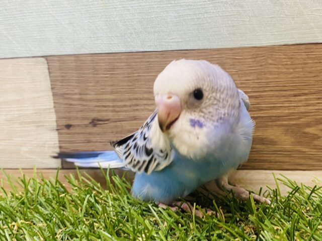 最新画像あります‼️可愛い姿をたくさん見せてくれます😍セキセイインコのオパーリン！！