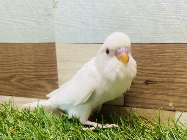 最新画像有り❗️純白ボディーが綺麗すぎます🤩セキセイインコのアルビノ！！