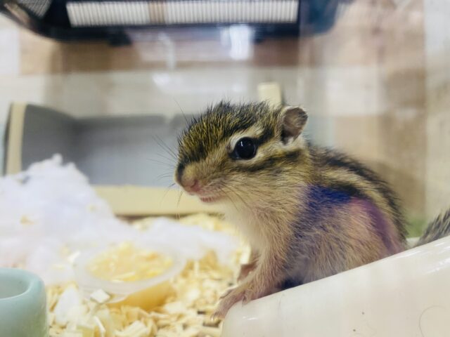 小さいけれど元気いっぱい‼️美リスさんなシマリス女の子🩷