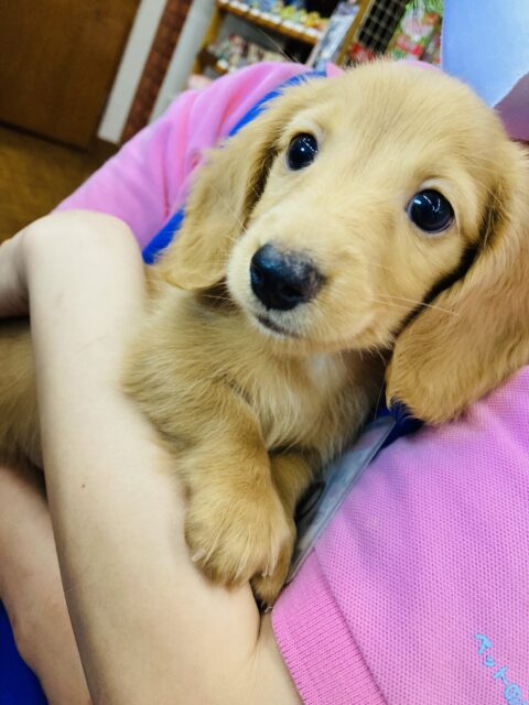 優しさに溢れた君がとても大好き❤︎*ˊᵕˋ Mダックスくん(ゴールド)🌟♂