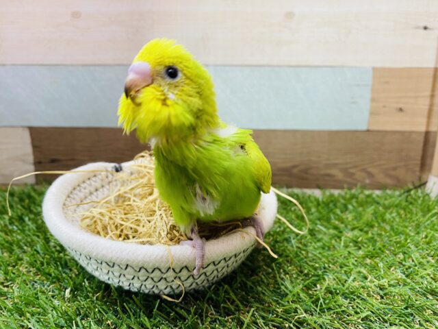 最新画像有り‼️イエロー✖️グリーンの綺麗な明るめカラー⭐️セキセイインコのスパングル！！