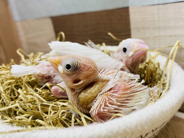 真っ白な美人さんになりますよ🤍これからの成長が楽しみな白文鳥のヒナ❗️