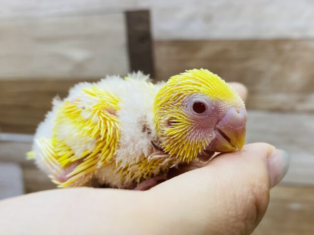 わたわた〜な黄ちゃんです💛いっぱい食べるよ！セキセイインコ（ルチノー）❤️