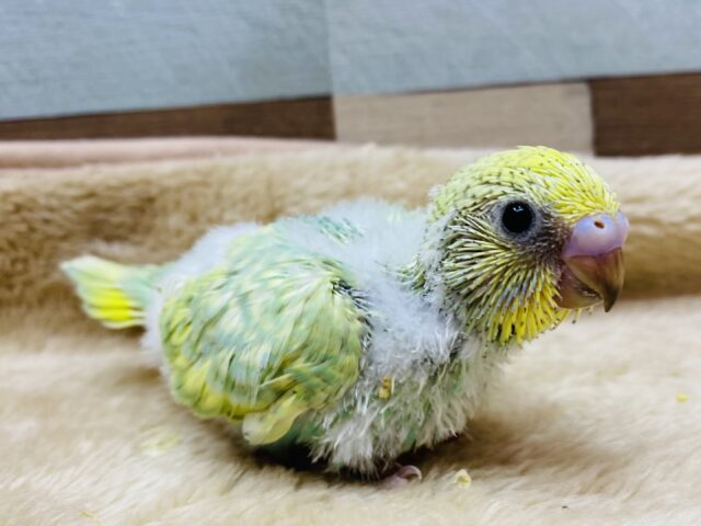 淡いグリーンがお似合いです🌱大人気カラーのセキセイインコパステルカラーレインボー🌈💛