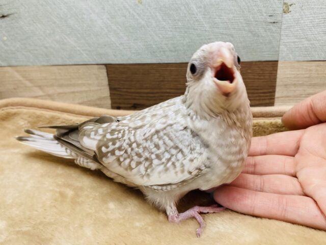 ガーガー鳴いてモリモリ食べます‼️模様の美しいオカメインコ（ホワイトフェイスシナモンパール）✨