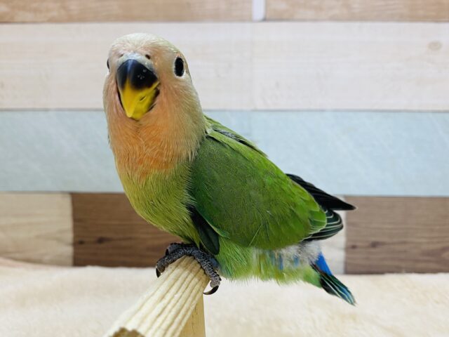 最新画像有り❗️馴れる予感がプンプンします🎵コザクラインコのノーマル！！