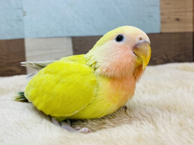 最新画像有り⭐️可愛さで宇宙を征服しちゃいますよ💕コザクラインコのゴールデンチェリー！！