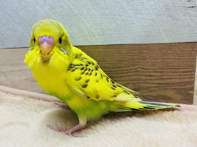 最新画像有り⭐️黄色いカラダにに黒い模様が綺麗な子✨セキセイインコのハルクイン！！