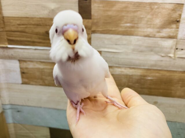 最新画像有り‼️キラキラ輝く赤目に真っ白さん✨ちょこんと可愛らしいセキセイインコ（アルビノ）