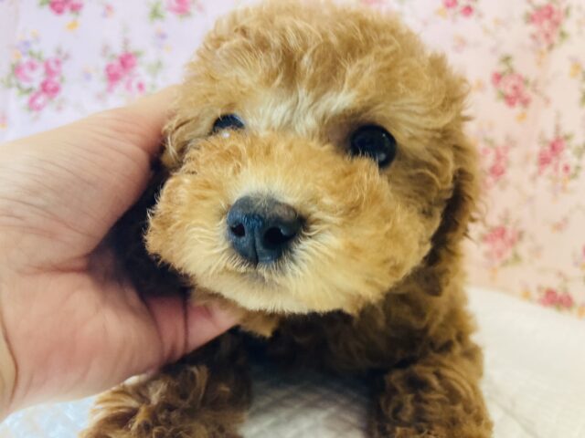 限りなくｷｭｰﾃｨｰﾌｪｲｽ❤︎*ˊᵕˋトイプードルちゃん(レッド)女のコ♀