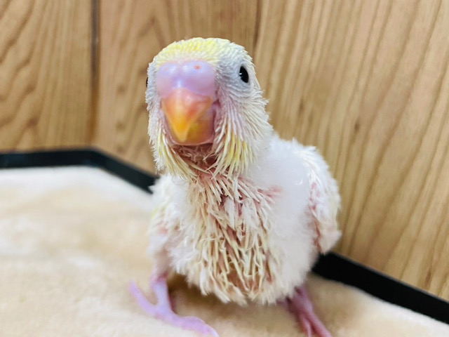 はじめまして♡レモネードちゃん🍋セキセイインコ(パステルレインボーハルクイン) ヒナ