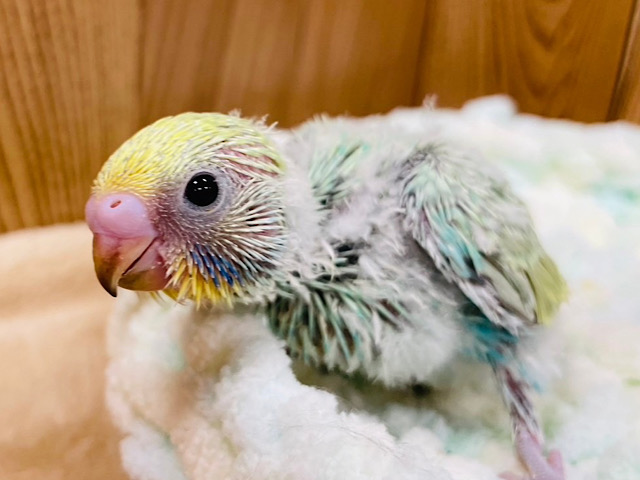 春の訪れ🌿ふんわりカラー🫧セキセイインコ(パステルカラーレインボー) ヒナ
