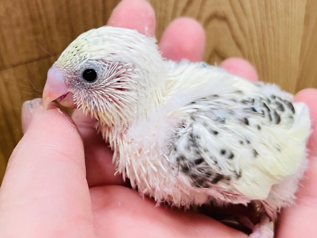 あま〜い甘いクリームソーダはいかが？🍹セキセイインコ(クリームハルクイン) ヒナ