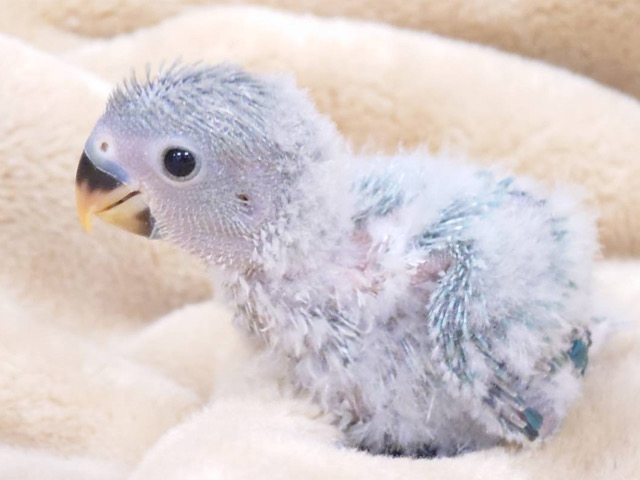 わたあめに包まれたアイドル♪コザクラインコ(ブルーオパーリン) ヒナ