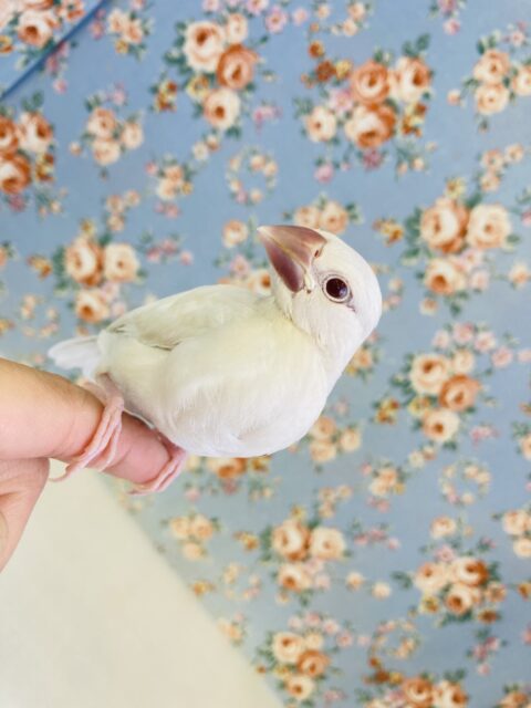 なんて綺麗なの…🫧手乗りシルバーイノ文鳥さんです🥰