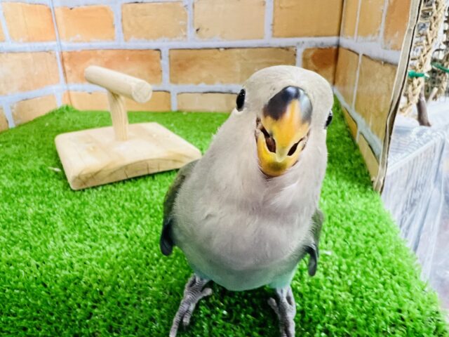 どんどん慣れてきました〜♡おっとり〜？小桜インコ！（シーグリーン）