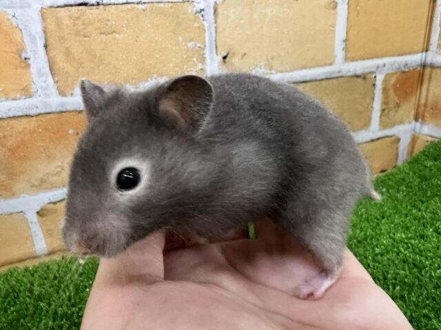 濃ゆいよ〜！セーブルハムスターの女の子♡