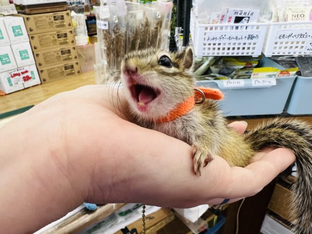 画像更新☆@慣れ度急上昇！シマリスくん☆