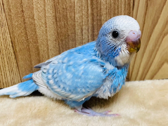 食欲旺盛◎ベイビーフェイス♡セキセイインコ(スパングル) ヒナ