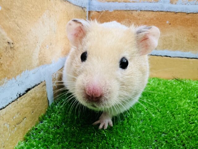 ふかふか肉まん♡クリームバンデッド〜🎶