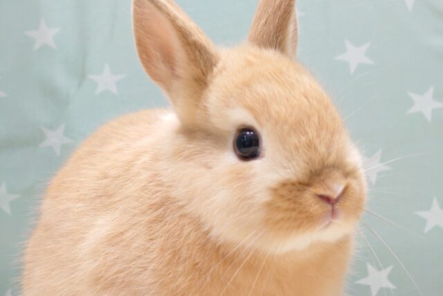 ふわっと♡もちっと♡♡ネザーランドドワーフ(オレンジ) 女の子