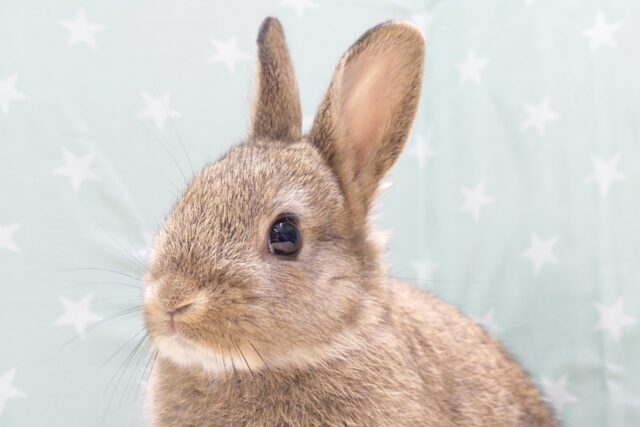 【なでなで画像更新🪄】あご下のホワイトがチャームポイント‪☆ネザーランドドワーフ(チェスナット) 男の子